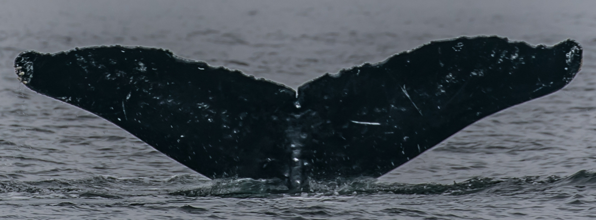 Fluke of Droopyflukes aka Lemire (FS)