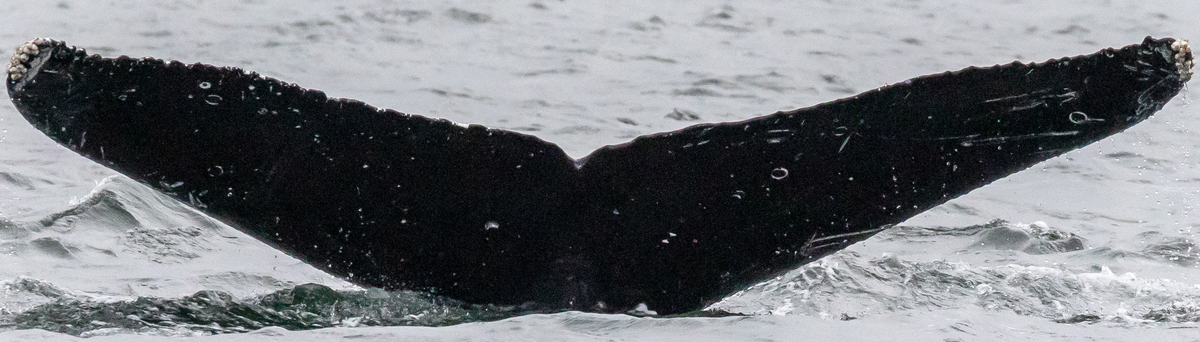 Fluke of Riddler (Juneau)