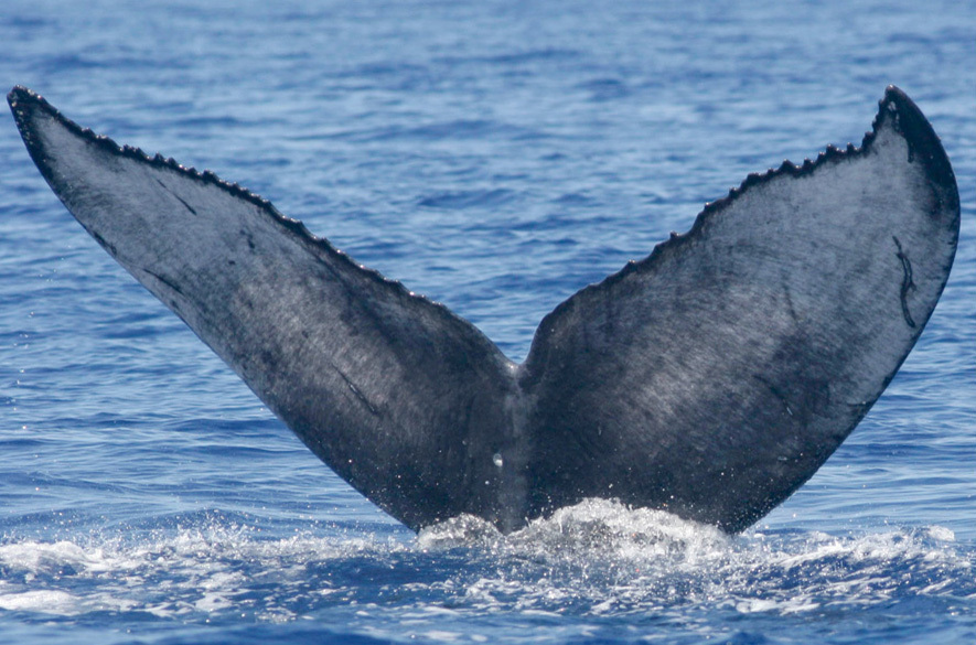 Fluke of Admiral Frank (Southeast Alaska)