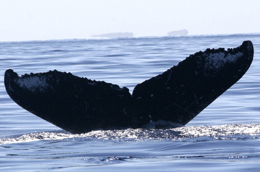 Fluke of HW-MN0440942