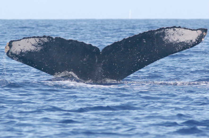 Fluke of CRC-18430