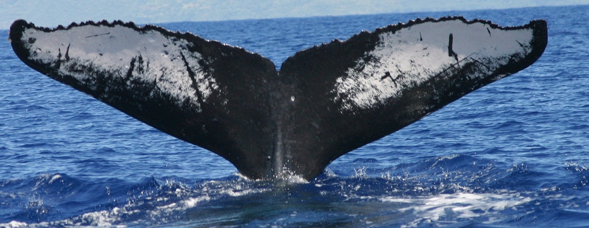 Fluke of HW-MN0440925