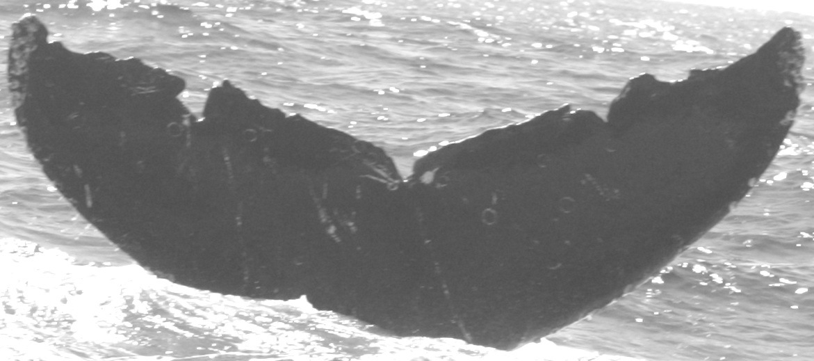 Fluke of CRC-10156