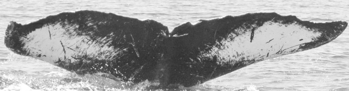 Fluke of HW-MN0440965
