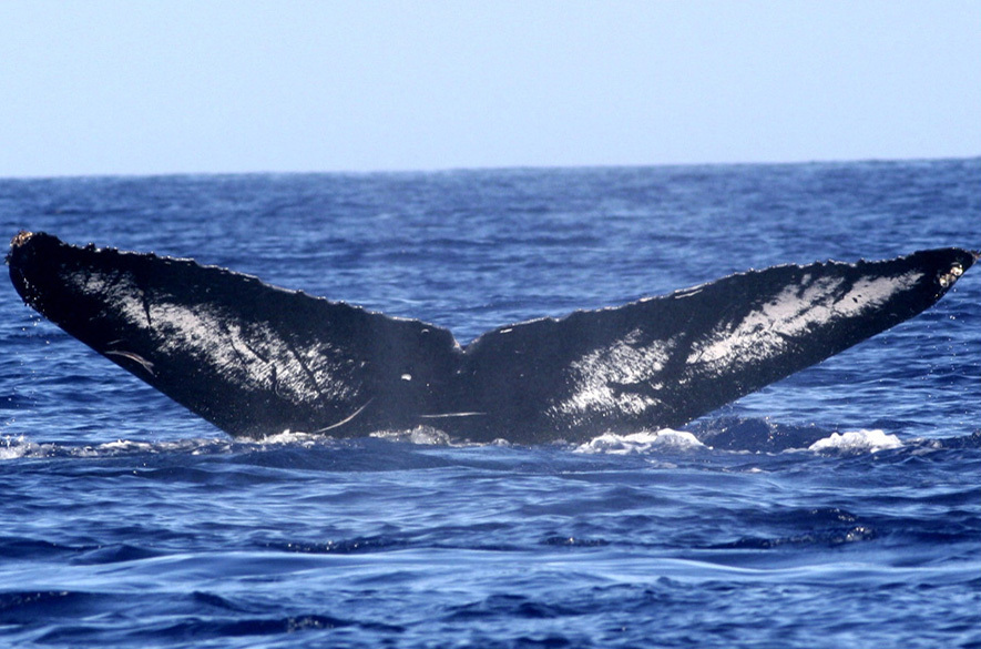 Fluke of HW-MN0440872