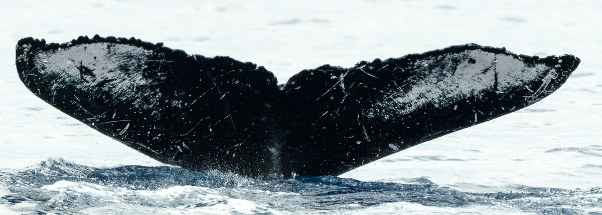 Fluke of HW-MN0440879