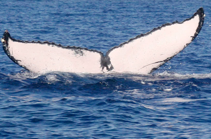 Fluke of HW-MN0440909