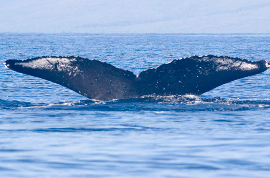 Fluke of HW-MN0440842