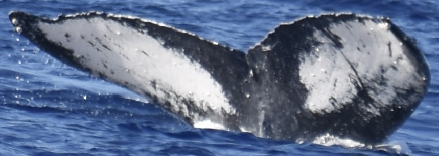 Fluke of HW-MN0440894