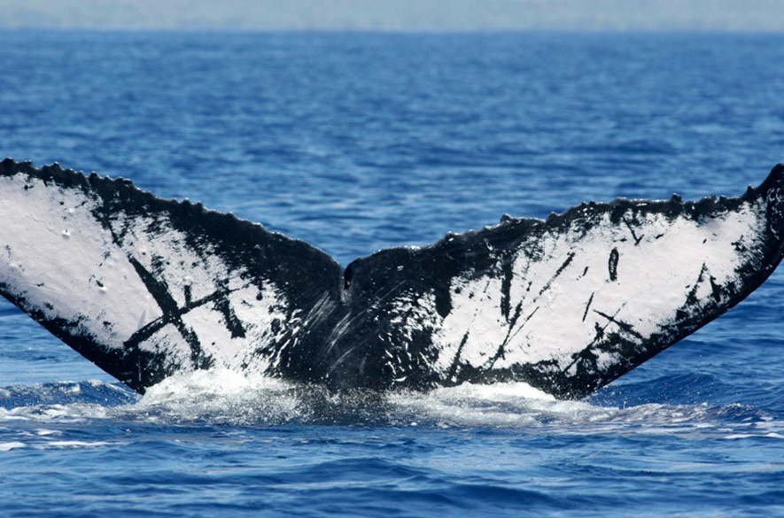 Fluke of Exene (FS)