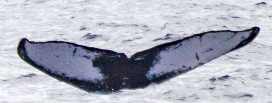 Fluke of HW-MN0440889