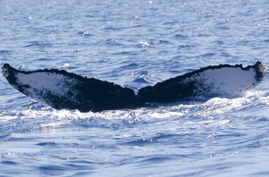 Fluke of HW-MN0440922