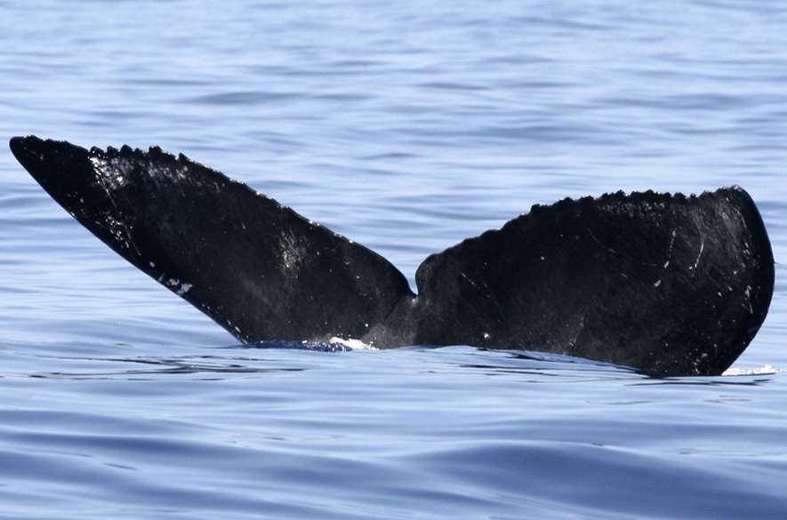 Fluke of HW-MN0440865