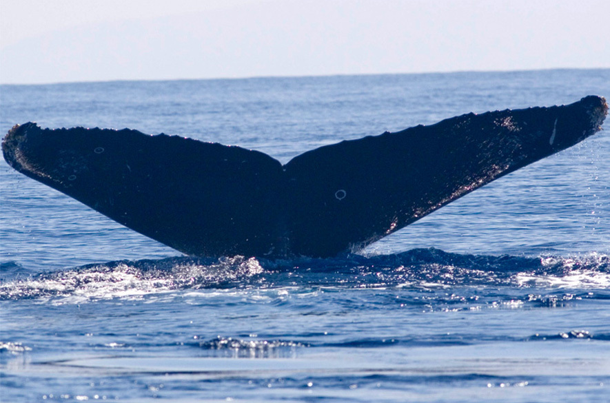 Fluke of HW-MN0440841
