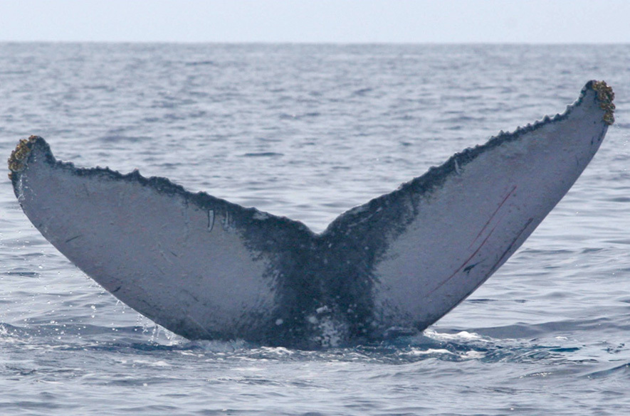 Fluke of Esmeralda (FS)