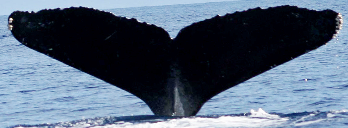 Fluke of SEAK-1132