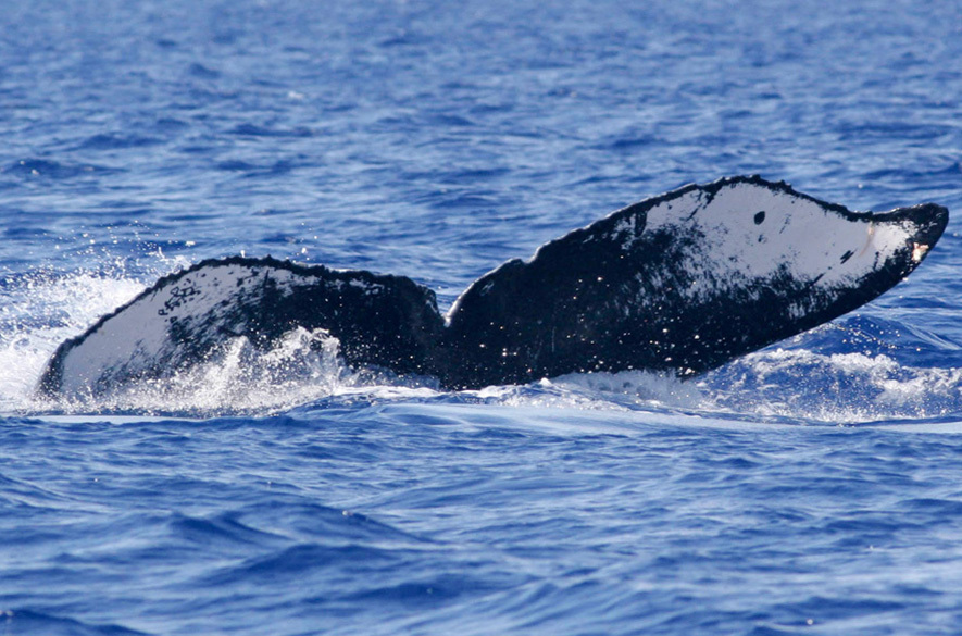Fluke of HW-MN0440921