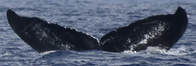 Fluke of HW-MN0440864