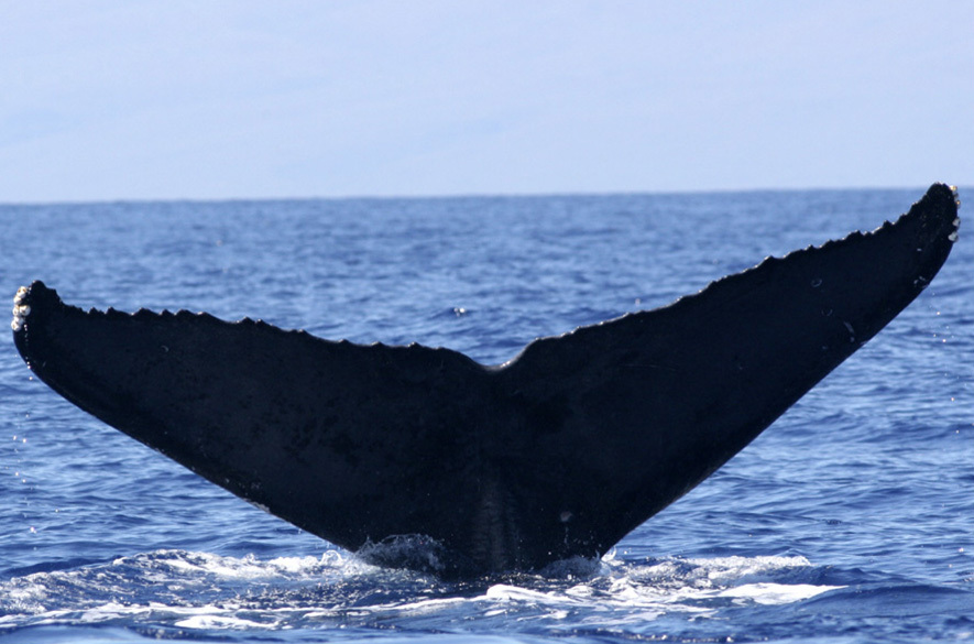 Fluke of KamaAina (FS)