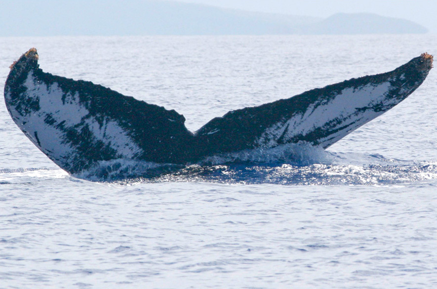 Fluke of Masquerade (Northern BC) aka Wilsonia (FS)
