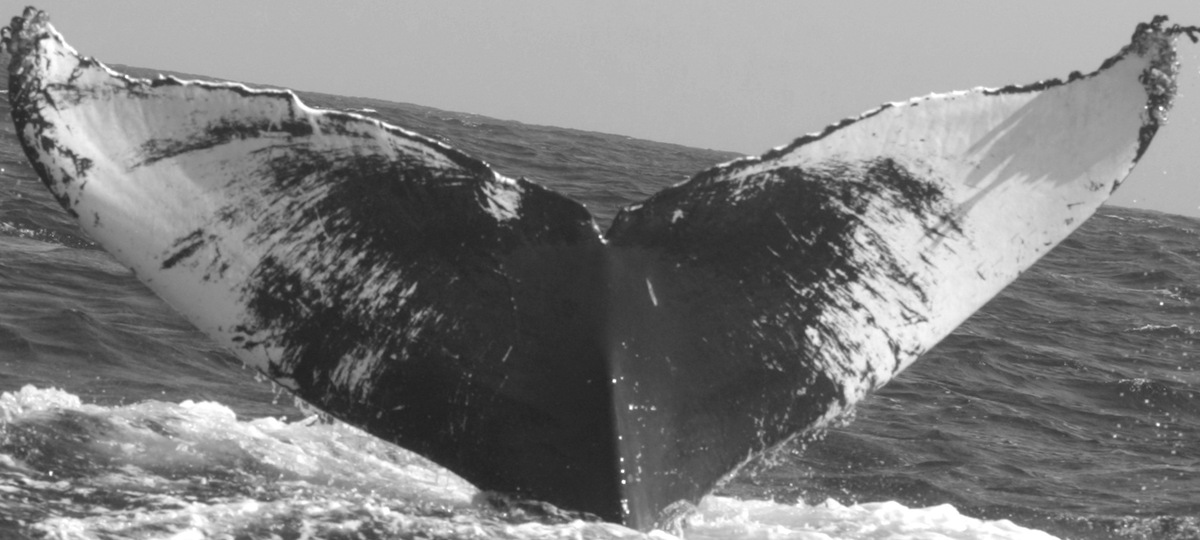 Fluke of CRC-10007