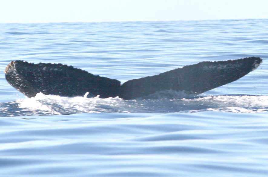Fluke of Minnie (BC)