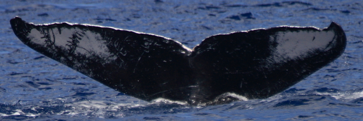 Fluke of HW-MN0440972