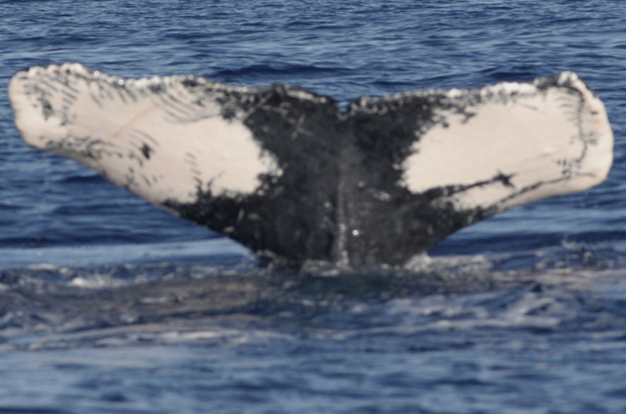 Fluke of HW-MN0440858