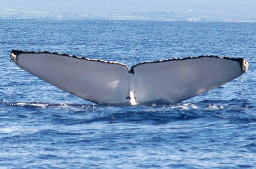 Fluke of HW-MN0440886