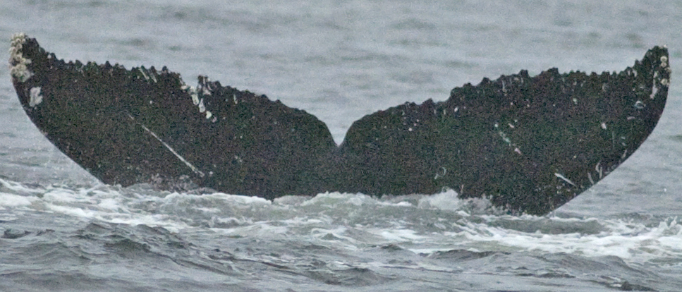Fluke of Vendetta (Northern BC)