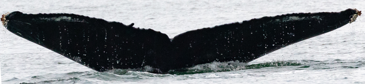 Fluke of Nibblet (SE Alaska)