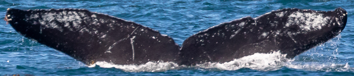 Fluke of Comb over (FS)