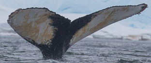 Fluke of HW-MN1301250