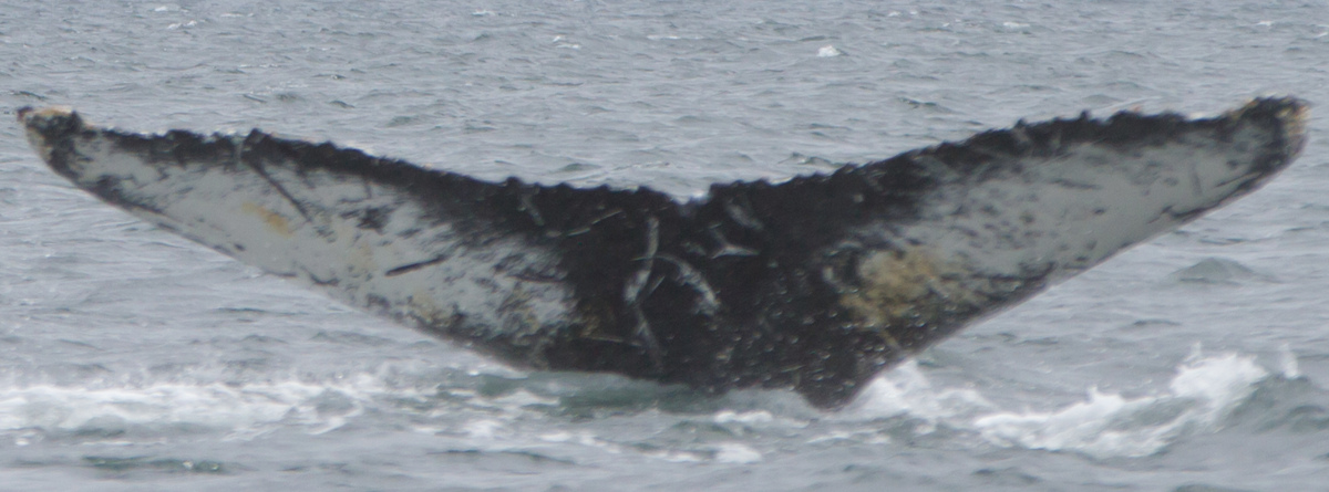 Fluke of HW-MN1301254