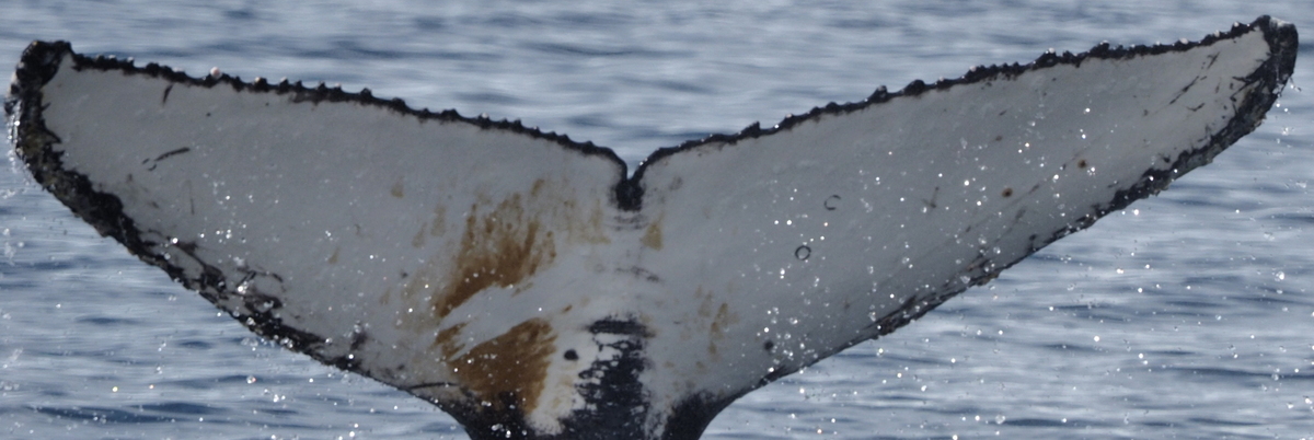 Fluke of HW-MN1301259