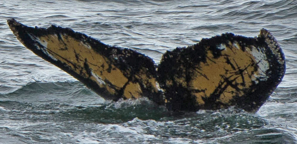 Fluke of Zim (Antarctica)