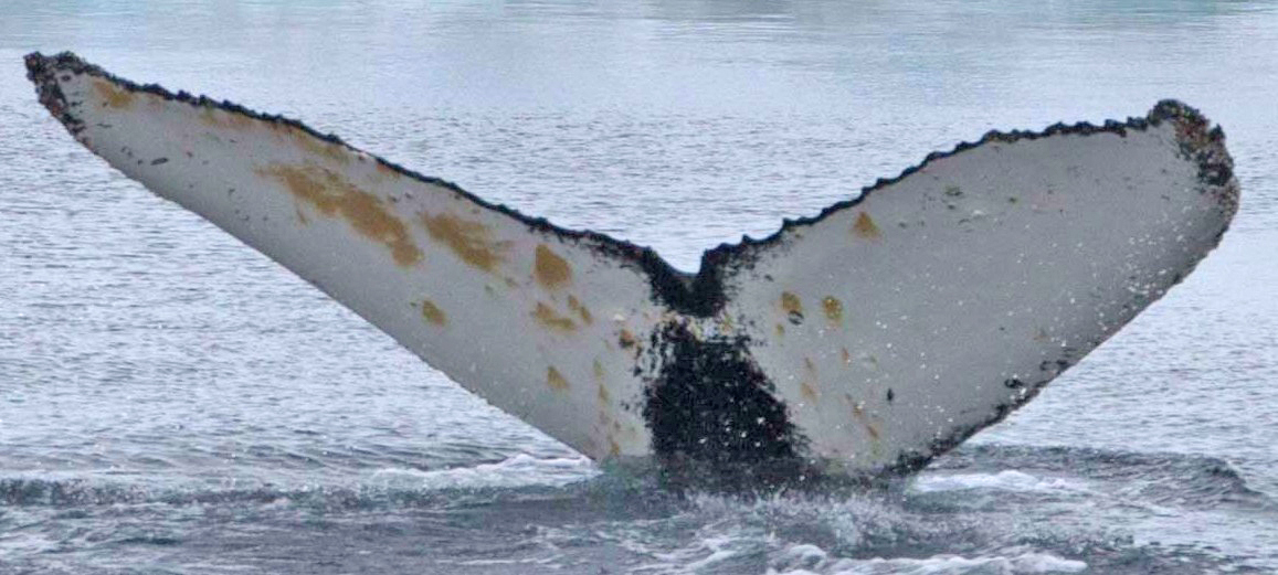 Fluke of HW-MN1301267
