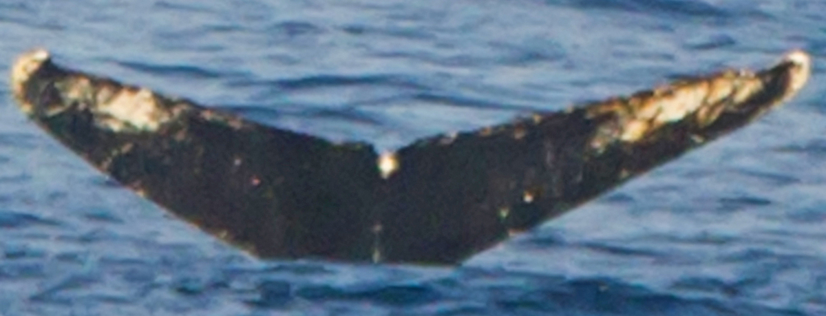 Fluke of HW-MN1301273