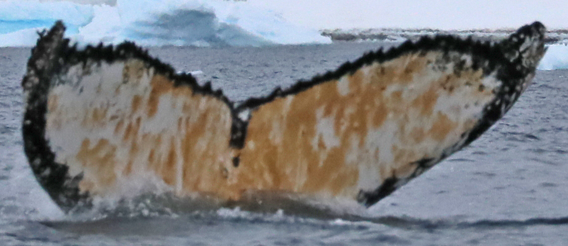Fluke of HW-MN1301279