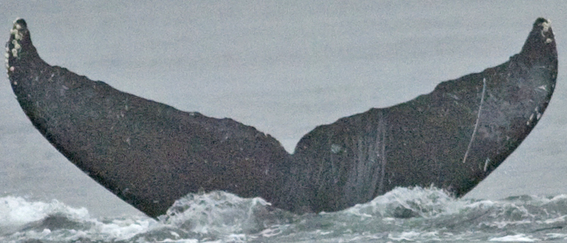Fluke of Acildour aka Godtjok (FS)