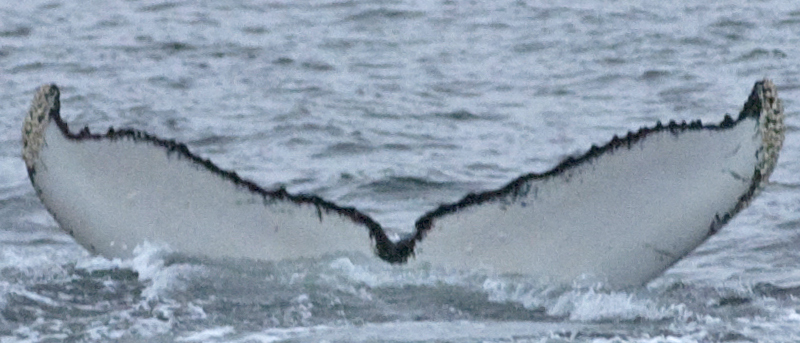 Fluke of Retroville (FS)