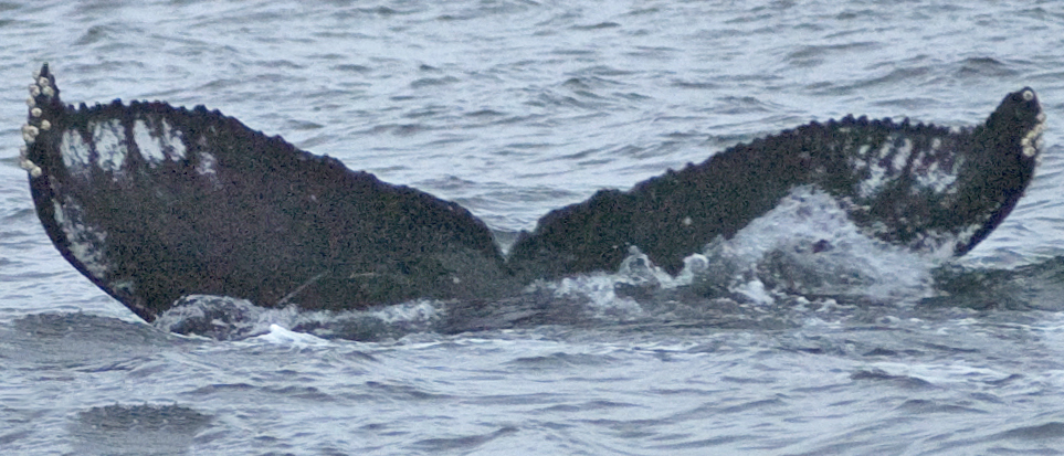 Fluke of SEAK-2392
