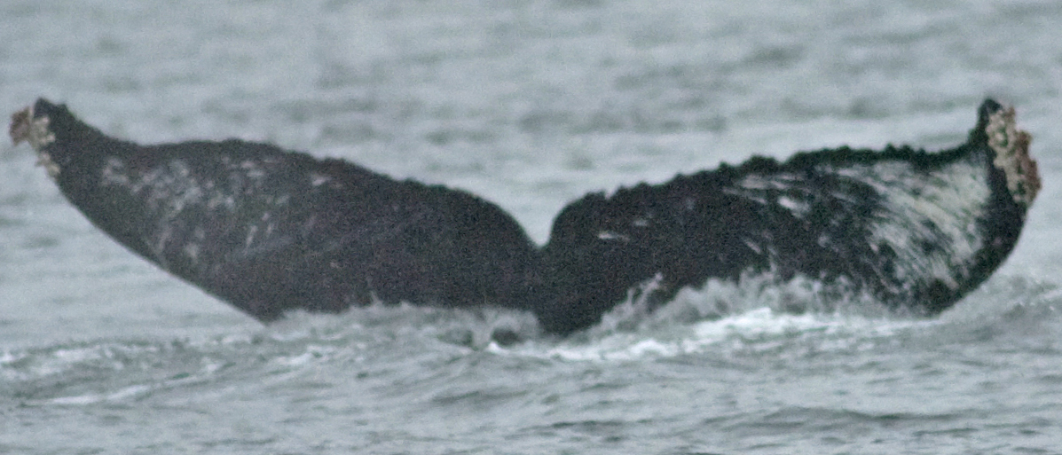 Fluke of SEAK-1400
