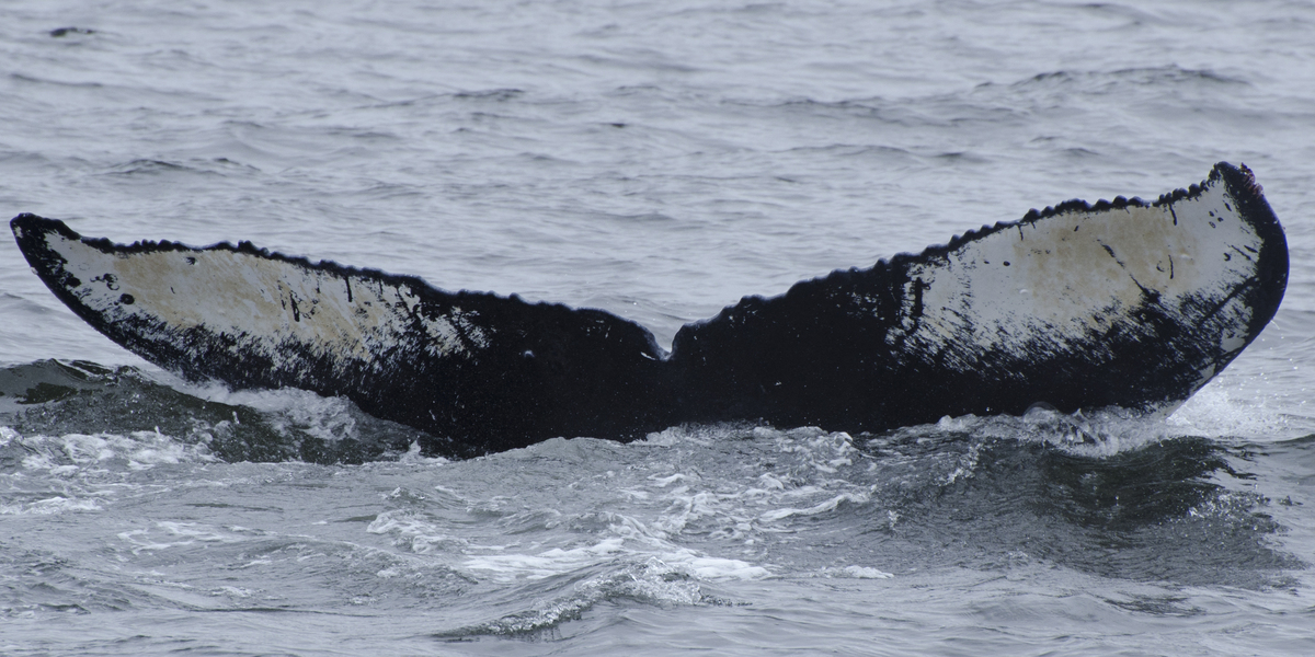 Fluke of SEAK-2405