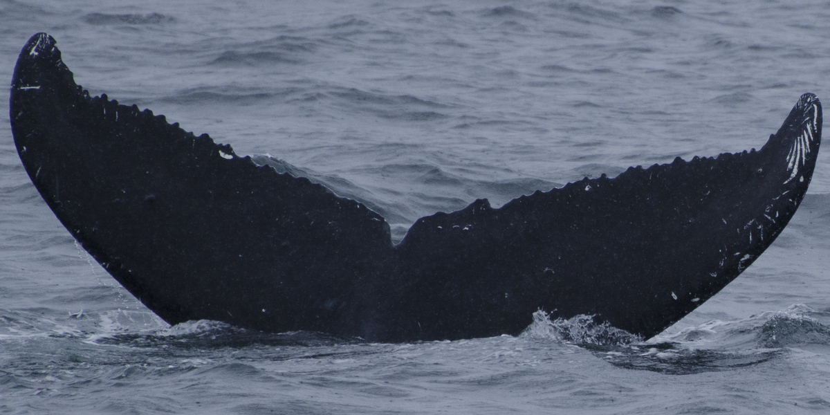 Fluke of Apocynum (FS)