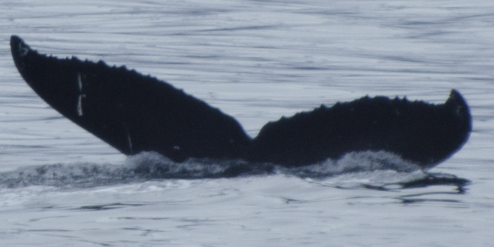 Fluke of Ditty (Hawaii)
