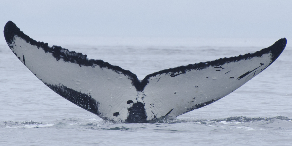 Fluke of Albatross (Northern BC)