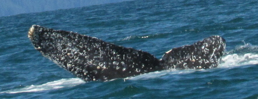 Fluke of Bubble (Alaska)