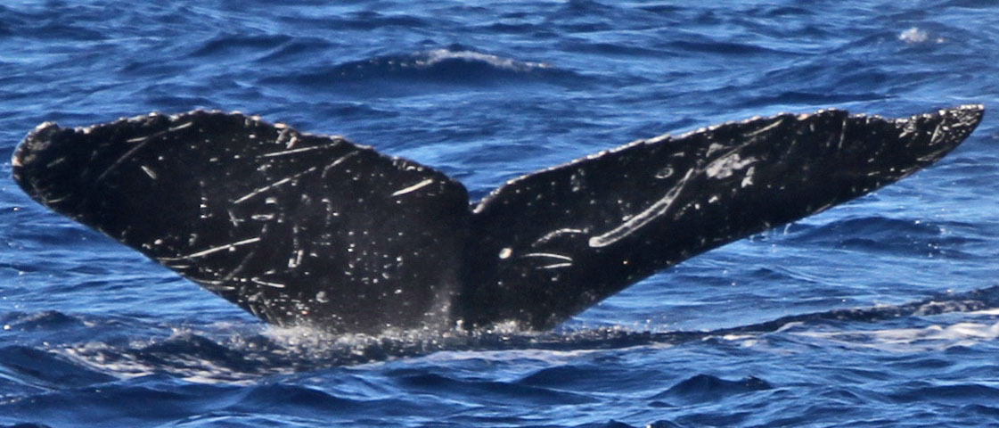Fluke of Helix (FS) aka Scrimshaw (Juneau)