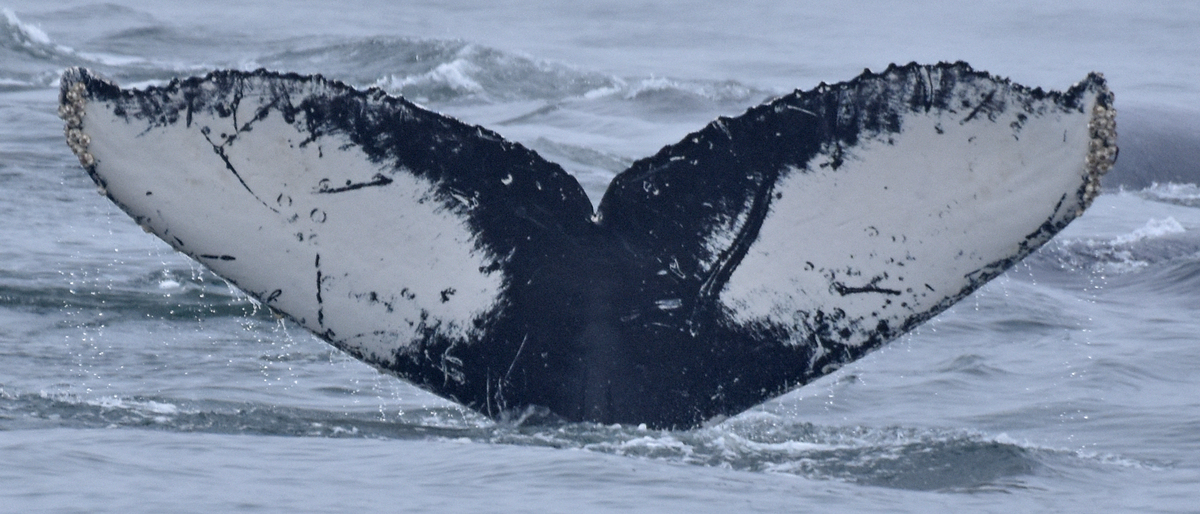 Fluke of CRC-11697